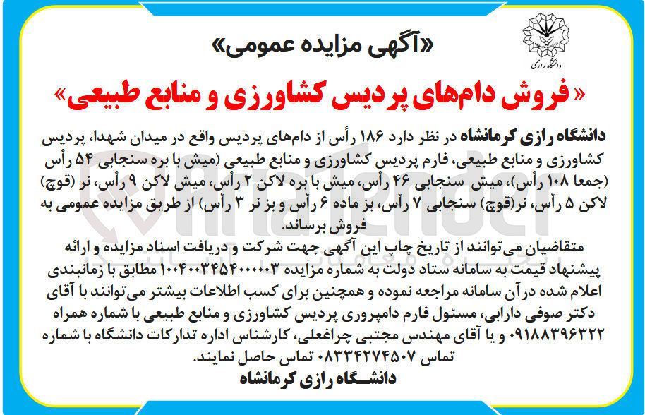 تصویر کوچک آگهی فروش  ۱۸ رأس از دام های پردیس (میش با بره سنجابی ۵۴ رُاس (جمعا ۱۰۸ رأس)، میش سنجابی ۴۶ رأس، میش با بره لاکن ۲ رأس، ميش لاکن ۹ رأس، نر (قوچ) لاکن ۵ رُاس، نر(قوچ) سنجابی ۷ رُاس، بز ماده ۶ رأس و بز نر ۳ رأس) 
