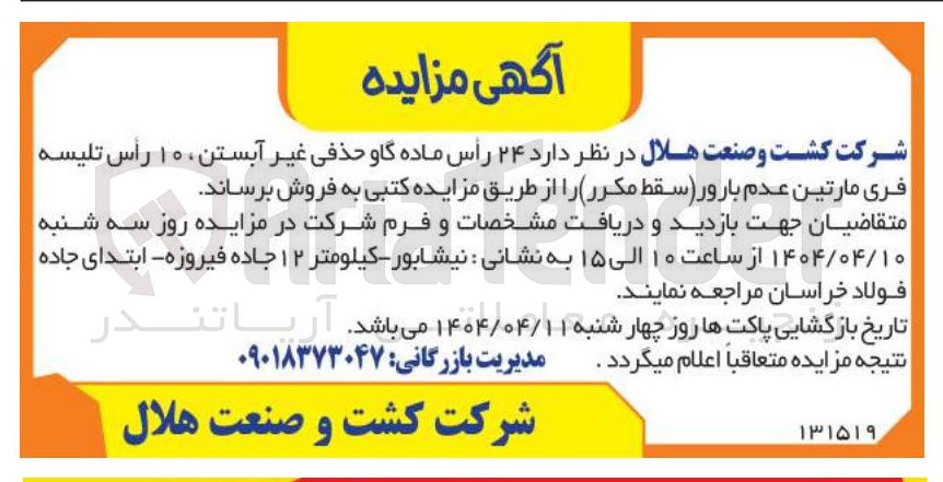 تصویر کوچک آگهی فروش ۲۴ رأس ماده گاو حذفی غیر آبستن ، ۱۰ رأس تلیسه فری مارتین عدم بارور (سقط مکرر)