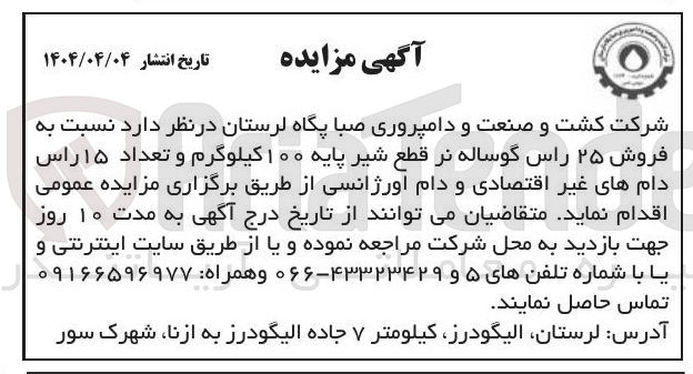 تصویر کوچک آگهی فروش ۲۵ راس گوساله نر قطع شیر پایه ۱۰۰ کیلوگرم و تعداد ۱۵ راس دام های غیر اقتصادی و دام آورژانسی
