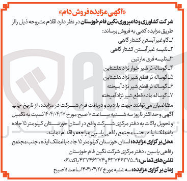 تصویر کوچک آگهی فروش گاو غیر آبستن کشتارگاهی - تلیسه غیر آبستن کشتارگاهی - تلیسه فری مارتین - گوساله نر شیر خوار نژاد هلشتاین - گوساله نر قطع شیر نژاد هلشتاین - گوساله نر قطع شیر نژاد آمیخته - گوساله ماده قطع شیر نژاد آمیخته 