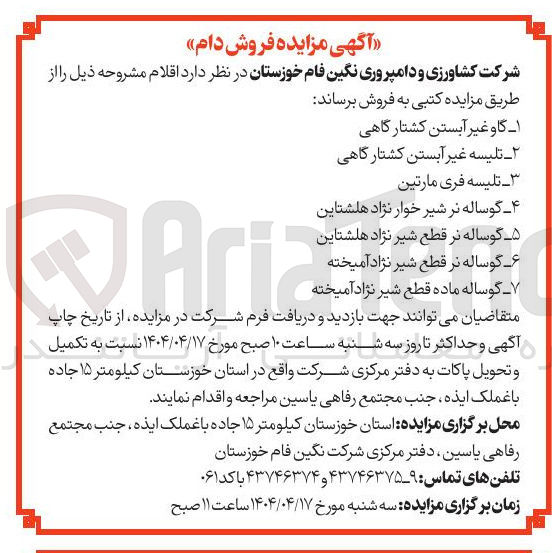 تصویر کوچک آگهی فروش اقلام : گاو غیر آبستن کشتارگاهی - تلیسه غیر آبستن کشتارگاهی - تلیسه فری مارتین - گوساله نر شیر خوار نژاد هلشتاین - گوساله نر قطع شیر نژاد هلشتاین - گوساله ماده قطع شیر نژاد آمیخته 