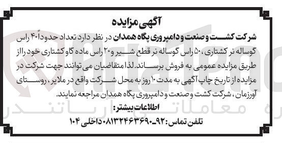 تصویر کوچک آگهی فروش  تعداد حدود ۴۰ راس گوساله نر کشتاری ۵۰ راس گوساله نر قطع شیر و ۲۰ راس ماده گاو کشتاری 