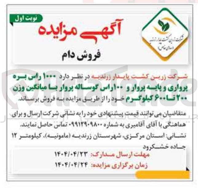 تصویر کوچک آگهی فروش  ۱۰۰۰ راس بره پرواری و پایه پروار و ۱۰۰ راس گوساله پروار با میانگین وزن ۲۰۰ تا ۶۰۰ کیلوگرم