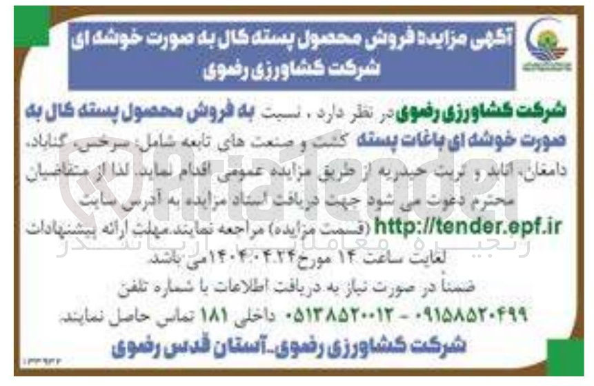 تصویر کوچک آگهی فروش محصول پسته کال به صورت خوشه ای باغات پسته