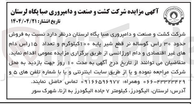 تصویر کوچک آگهی فروش حدود ۳۰ راس گوساله نر قطع شیر پایه ۱۰۰ کیلوگرم و تعداد ۱۵ راس دام های غیر اقتصادی و دام اورژانسی
