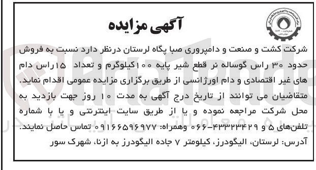 تصویر کوچک آگهی فروش حدود ۳۰ راس گوساله نر قطع شیر پایه ۱۰۰ کیلوگرم و تعداد ۱۵ راس دام های غیر اقتصادی و دام اورژانسی 