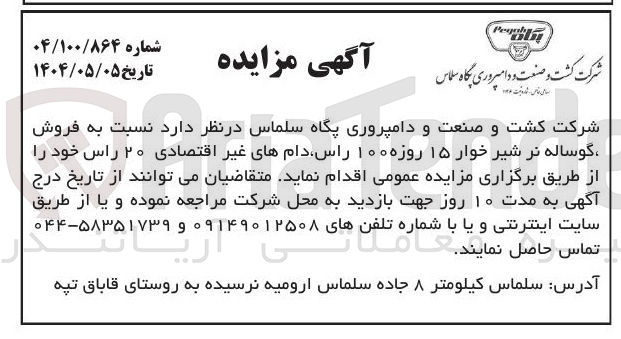تصویر کوچک آگهی فروش گوساله نر شیر خوار ۱۵ روزه ۱۰۰ راس دامهای غیر اقتصادی ۲۰ راس 