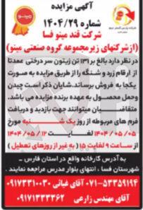 تصویر کوچک آگهی  ۱۳۱ تن زیتون سر درختی عمدتا از ارقام زرد و شنگه