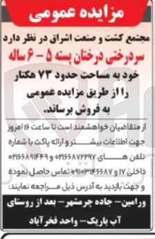 تصویر کوچک آگهی فروش سر درختی درختان پسته ۵ - ۶ ساله خود به مساحت حدود ۷۳ هکتار 