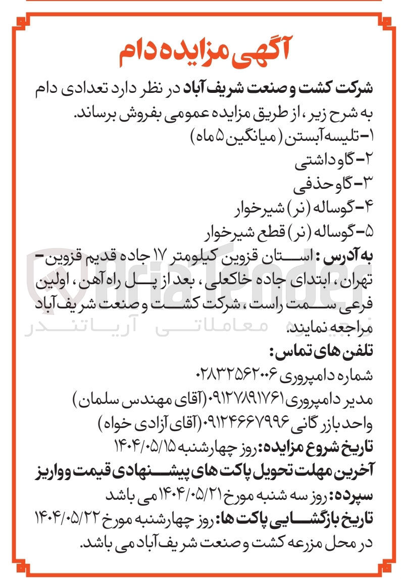 تصویر کوچک آگهی فروش تعدادی دام : تلیسه آبستن ( میانگین ۵ ( ماه  - گاو داشتی  - گاو حذفی  - گوساله ( نر ) شیرخوار  - گوساله ( نر ) قطع شیرخوار 