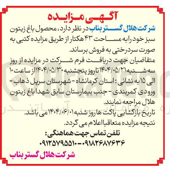 تصویر کوچک آگهی  محصول باغ زیتون سبز خود را به مساحت ۴۳ هکتار