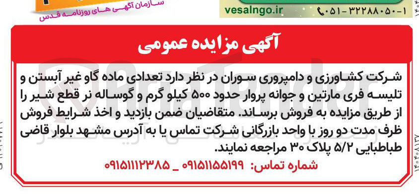 تصویر کوچک آگهی فروش تعدادی ماده گاو غیر آبستن و تلیسه فری مارتین و جوانه پروار حدود ۵۰۰ کیلو گرم و گوساله نر قطع شیر 