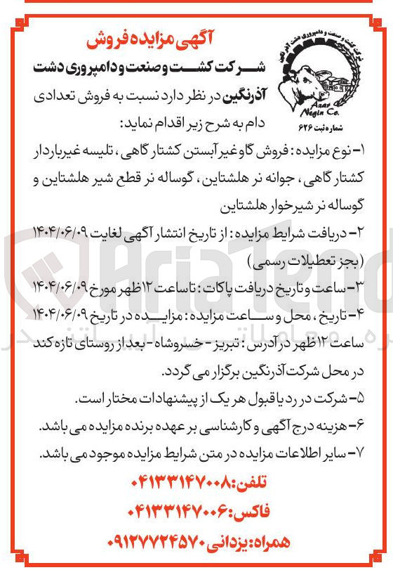 تصویر کوچک آگهی فروش گاو غیر آبستن کشتارگاهی ، تلیسه غیر باردار کشتارگاهی جوانه نر هلشتاین گوساله نر قطع شیر هلشتاین و گوساله نر شیرخوار هلشتاین