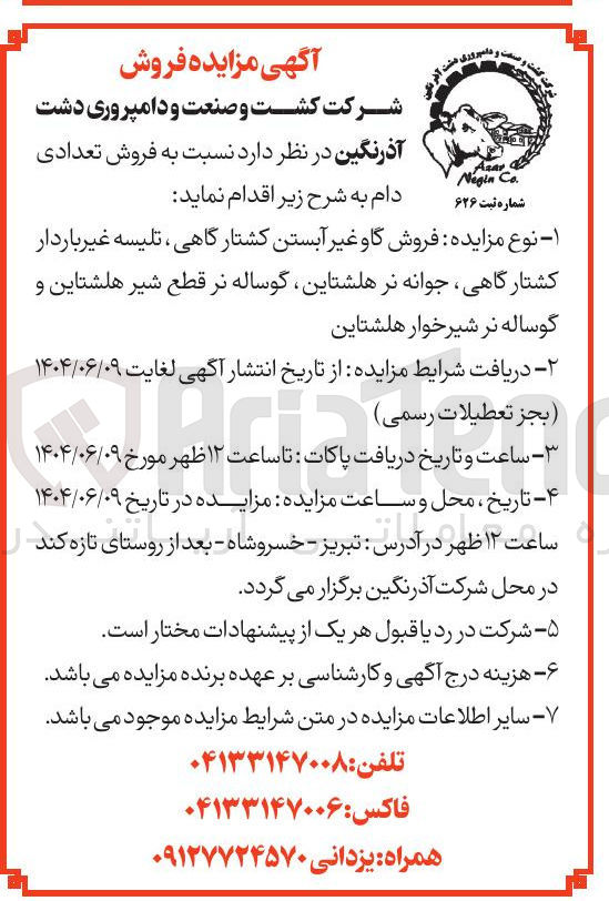 تصویر کوچک آگهی فروش گاو غیر آبستن کشتارگاهی ، تلیسه غیر باردار کشتارگاهی جوانه نر هلشتاین گوساله نر قطع شیر هلشتاین و گوساله نر شیر خوار هلشتاین