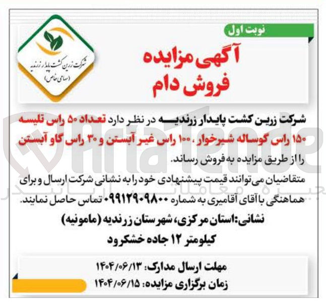 تصویر کوچک آگهی فروش تعداد ۵۰ راس تلیسه ۱۵۰ راس گوساله شیرخوار ۱۰۰ راس غیر آبستن و ۳۰ راس گاو آبستن