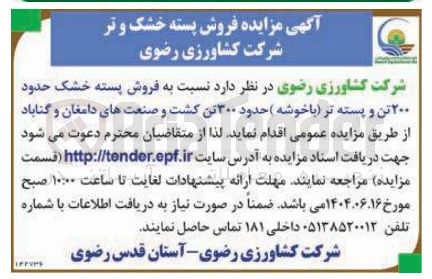 تصویر کوچک آگهی فروش پسته خشک حدود ۲۰۰ تن و پسته تر با خوشه (حدود ۳۰۰ تن)