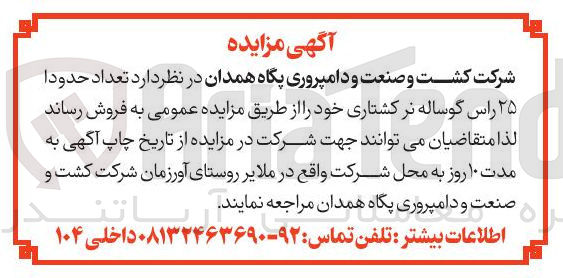 تصویر کوچک آگهی فروش تعداد حدودا ۲۵ راس گوساله نر کشتاری