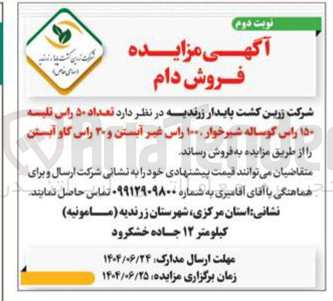 تصویر کوچک آگهی فروش تعداد ۵۰ راس تلیسه ۱۵۰ راس گوساله شیرخوار ۱۰۰۰ راس غیر آبستن و ۳۰ راس گاو آبستن