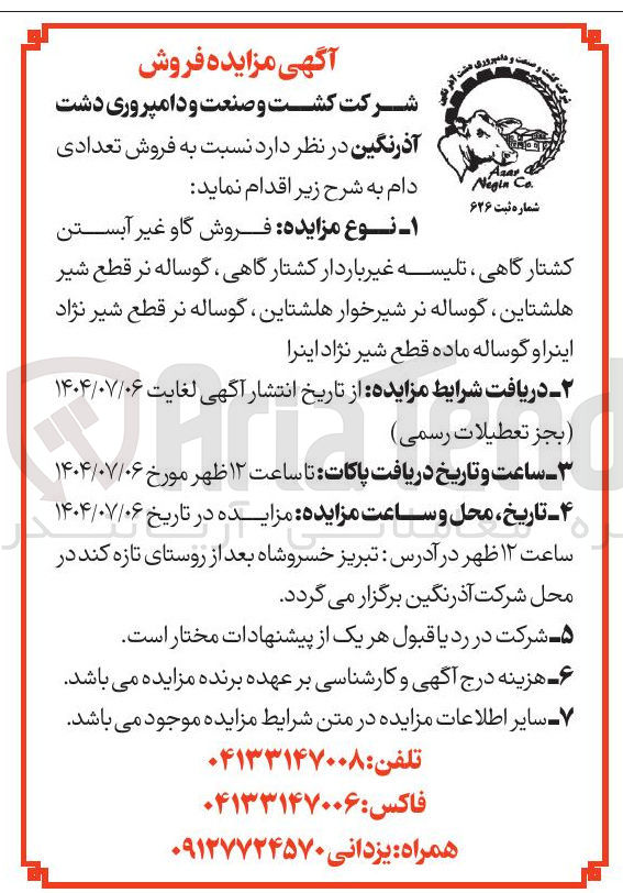 تصویر کوچک آگهی فروش گاو غیر آبستن کشتارگاهی ، تلیسه غیر باردار کشتار گاهی ، گوساله نر قطع شیر هلشتاین گوساله نر شیر خوار هلشتاین گوساله نر قطع شیر نژاد اینرا و گوساله ماده قطع شیر نژاد اینرا