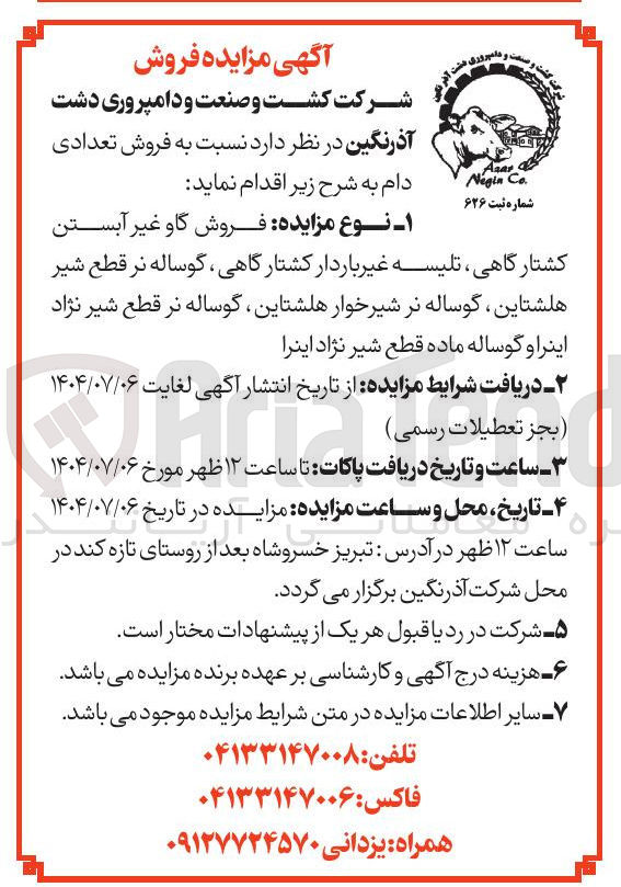 تصویر کوچک آگهی فروش گاو غیر آبستن کشتارگاهی تلیسه غیر باردار کشتار گاهی ، گوساله نر قطع شیر هلشتاین گوساله نر شیر خوار هلشتاین گوساله نر قطع شیر نژاد اینرا و گوساله ماده قطع شیر نژاد اینرا