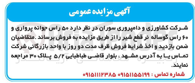 تصویر کوچک آگهی فروش ۵۰ راس جوانه پرواری و ۶۰ راس گوساله نر قطع شیر 