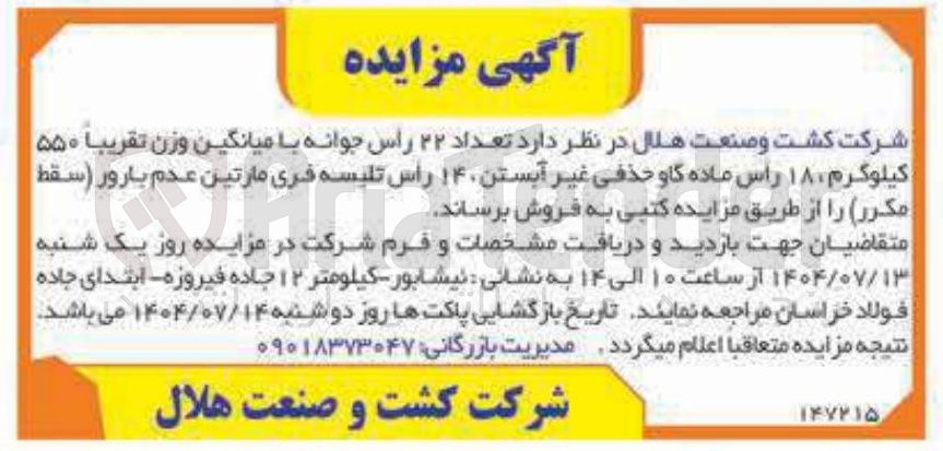 تصویر کوچک آگهی فروش تعداد ۲۲ رأس جوانه با میانگین وزن تقریبا ۵۵۰ کیلوگرم ۱۸ راس ماده گاو حذفی غیر آبستن ۱۴ راس تلیسه فری مارتین عدم بارور ( سقط مکرر )