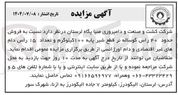 تصویر کوچک آگهی فروش حدود ۴۰ راس گوساله نر قطع شیر پایه ۱۰۰ کیلوگرم و تعداد ۱۵ راس دام های غیر اقتصادی و دام اورژانسی