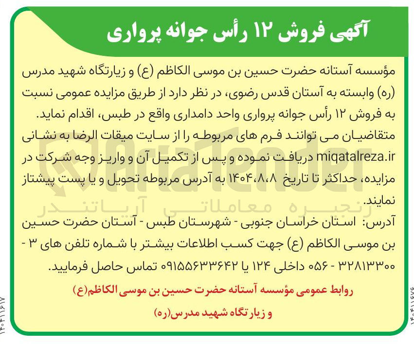 تصویر کوچک آگهی  فروش ۱۲ رأس جوانه پرواری 