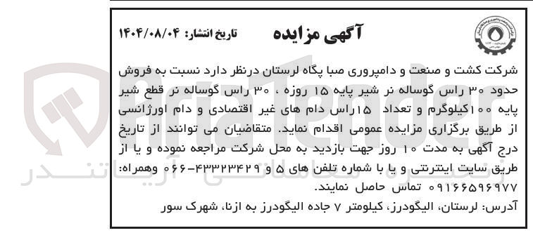 تصویر کوچک آگهی فروش حدود ۳۰ راس گوساله نر شیر پایه ۱۵ روزه ، ۳۰ راس گوساله نر قطع شیر پایه ۱ کیلوگرم و تعداد ۱۵ راس دامهای غیر اقتصادی و دام اورژانسی