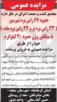 تصویر کوچک آگهی حدود ۶۷ راس بره شیر سوز ( ۳۳ ) راس بره نر و ۳۴ راس بره ماده ) با میانگین وزن حدود ۳۰ کیلوگرم 