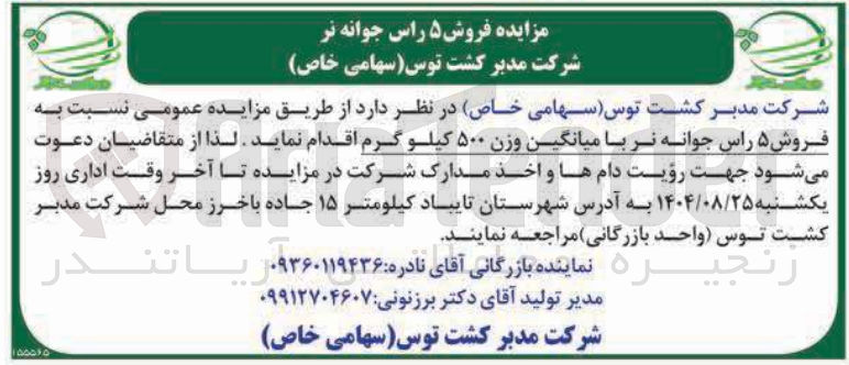 تصویر کوچک آگهی فروش ۵ راس جوانه نر با میانگین وزن ۵۰۰ کیلو گرم