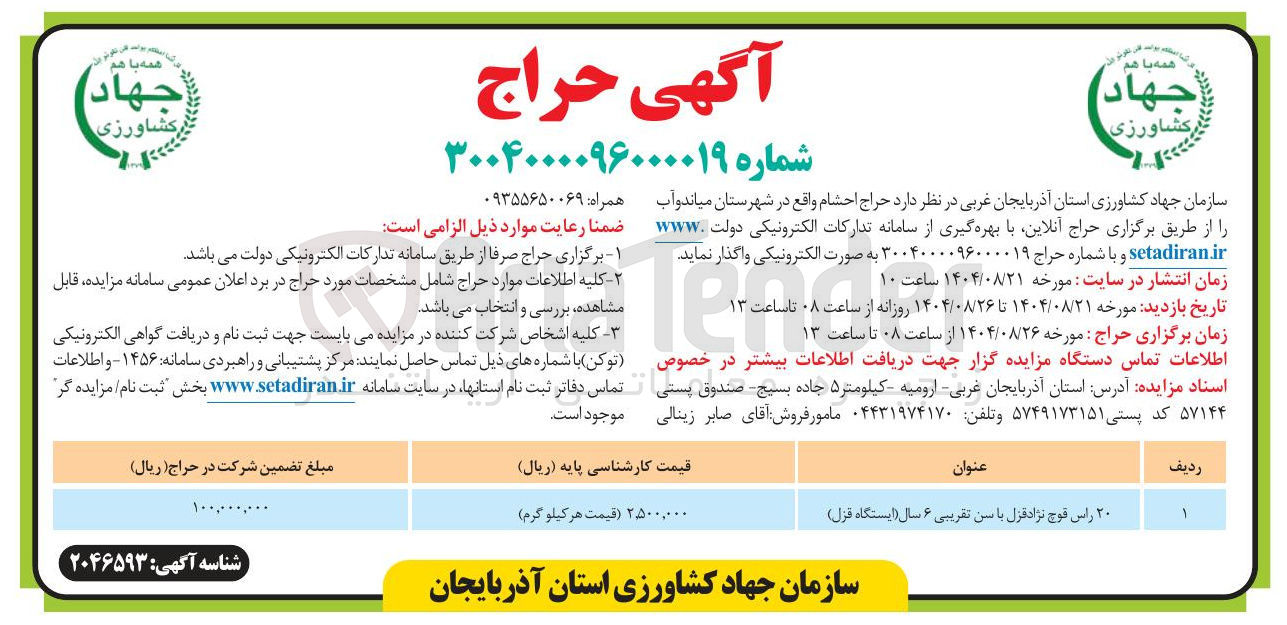 تصویر کوچک آگهی فروش ۲۰ راس قوچ نژاد قزل با سن تقریبی ۶ سال