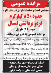 تصویر کوچک آگهی حدود ۸۵۰ کیلوگرم گردو برداشتی امسال