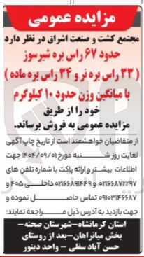 تصویر کوچک آگهی فروش حدود ۶۷ راس بره شیر سوز با میانگین وزن حدود ۱۰ کیلوگرم 
