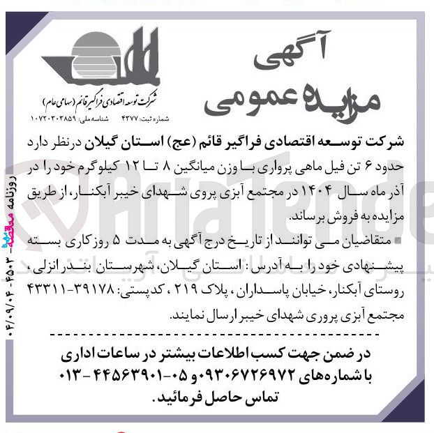 تصویر کوچک آگهی فروش حدود ۶ تن فیل ماهی پرواری با وزن میانگین ۸ تا ۱۲ کیلوگرم 