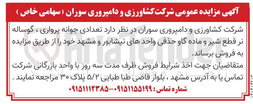 تصویر کوچک آگهی  تعدادی جوانه پرواری ، گوساله نر قطع شیر و ماده گاو حذفی