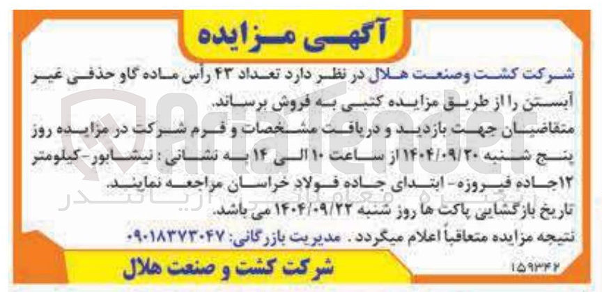 تصویر کوچک آگهی تعداد ۴۳ رأس ماده گاو حذفی 