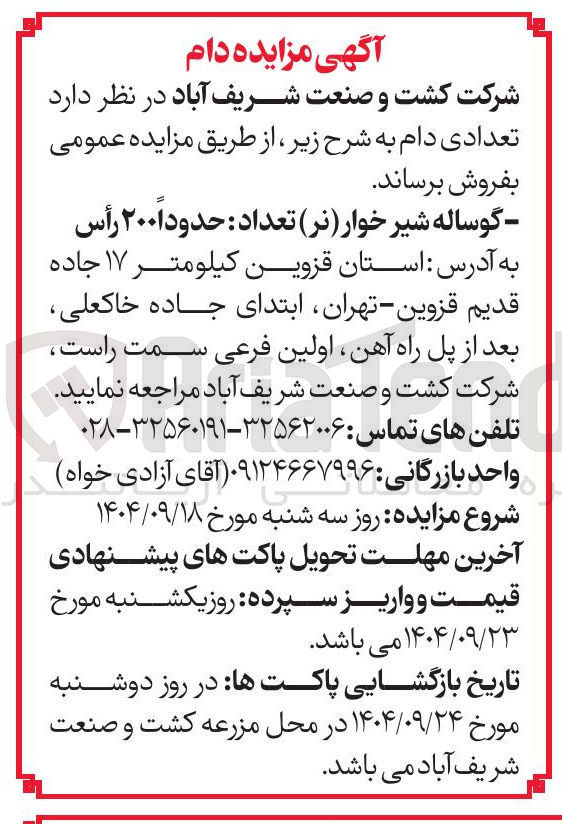 تصویر کوچک آگهی گوساله شیر خوار ( نر ) تعداد : حدوداً ۲۰۰ رأس 
