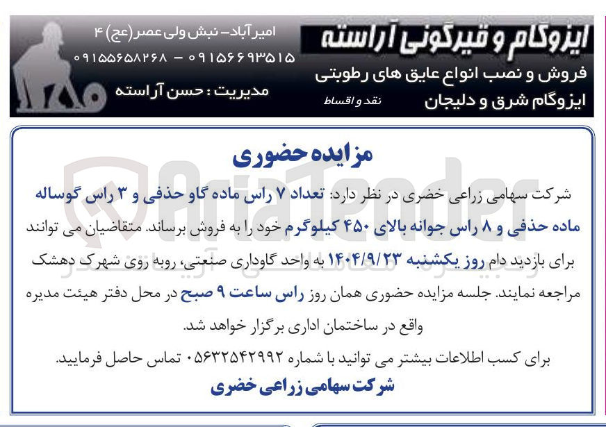 تصویر کوچک آگهی فروش تعداد ۷ راس ماده گاو حذفی و ۳ راس گوساله ماده حذفی و ۸ راس جوانه بالای ۴۵۰ کیلوگرم 