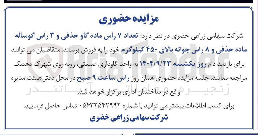تصویر کوچک آگهی فروش تعداد ۷ راس ماده گاو حذفی و ۳ راس گوساله ماده حذفی و ۸ راس جوانه بالای ۴۵۰ کیلوگرم 
