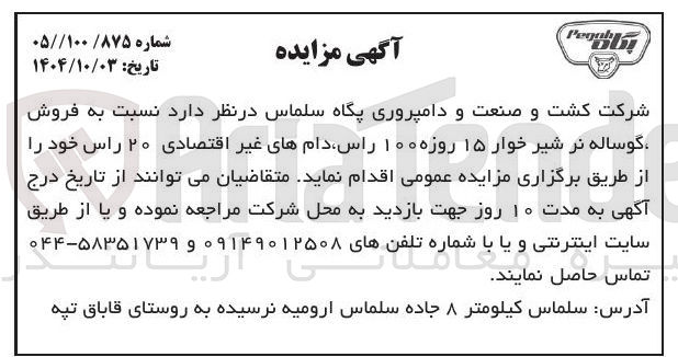 تصویر کوچک آگهی فروش گوساله نر شیر خوار ۱۵ روزه ۱۰۰ راس دامهای غیر اقتصادی ۲۰ راس