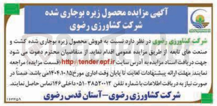 تصویر کوچک آگهی فروش محصول زیره بوجاری شده 