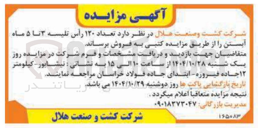 تصویر کوچک آگهی  تعداد ۱۲۰ رأس تلیسه ۳ تا ۵ ماه آبستن