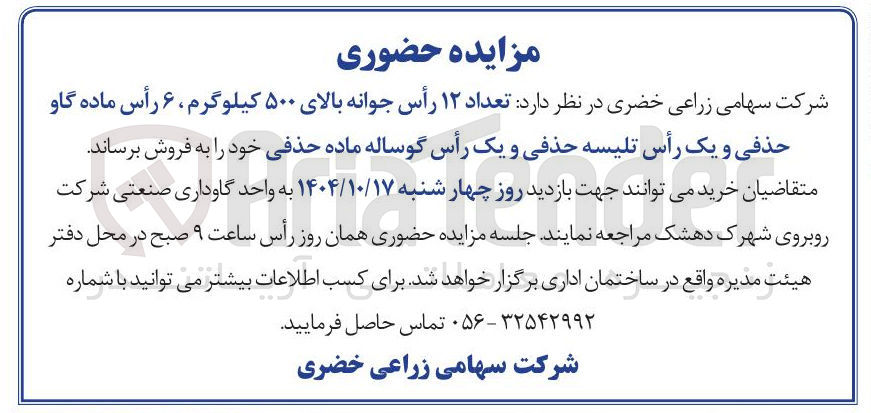 تصویر کوچک آگهی فروش تعداد ۱۲ رأس جوانه بالای ۵۰۰ کیلوگرم ، ۶ رأس ماده گاو حذفی و یک رأس تلیسه حذفی و یک رأس گوساله ماده حذفی
