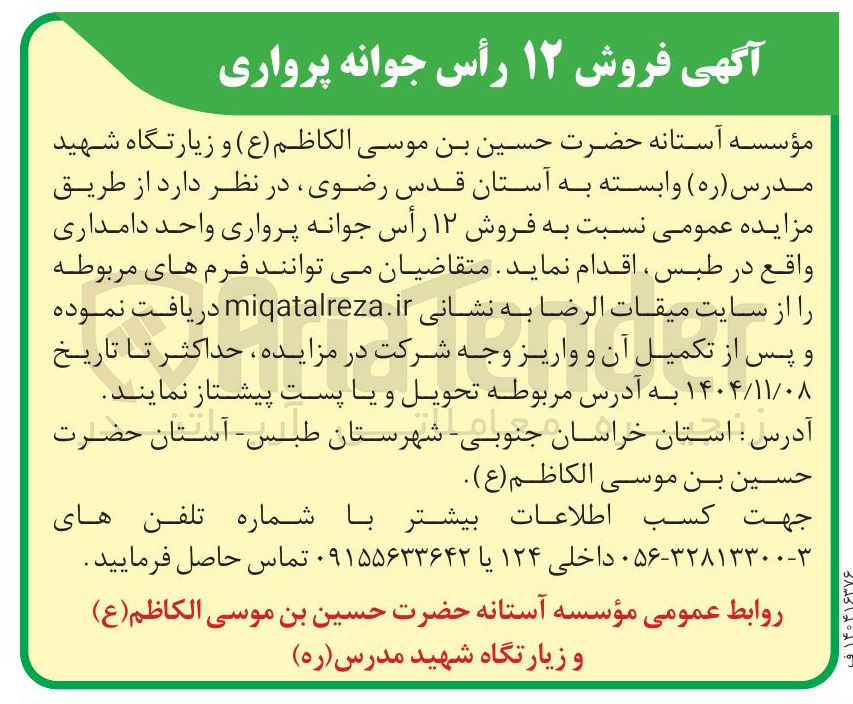 تصویر کوچک آگهی  فروش ۱۲ رأس جوانه پرواری 