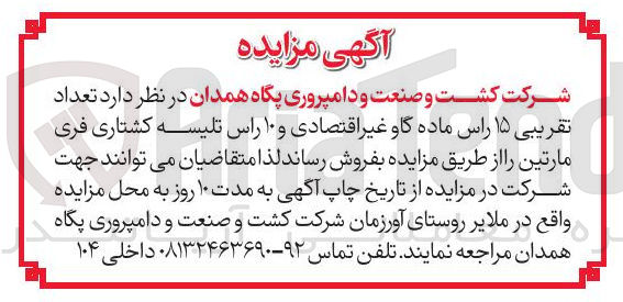 تصویر کوچک آگهی فروش تعداد تقریبی ۱۵ راس ماده گاو غیر اقتصادی و ۱۰ راس تلیسه کشتاری فری مارتین