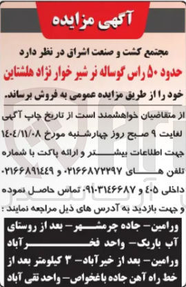 تصویر کوچک آگهی فروش حدود ۵۰ راس گوساله نر شیر خوار نژاد هلشتاین