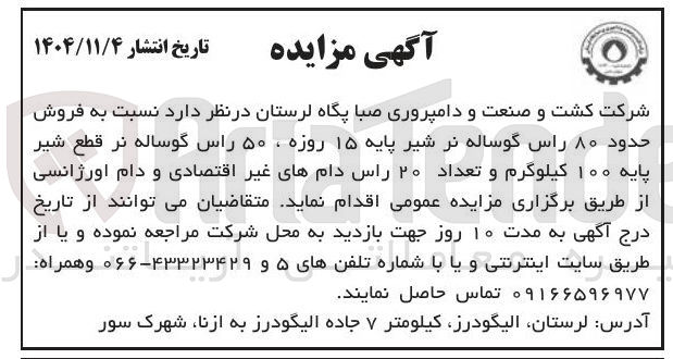 تصویر کوچک آگهی فروش حدود ۸۰ راس گوساله نر شیر پایه ۱۵ روزه ، ۵۰ راس گوساله نر قطع شیر پایه ۱۰۰ کیلوگرم و تعداد ۲۰ راس دام های غیر اقتصادی و دام اورژانسی 