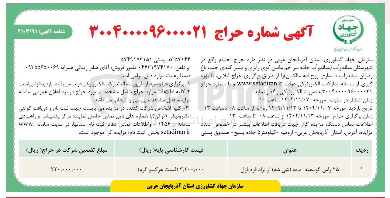 تصویر کوچک آگهی فروش ۲۵ راس گوسفند ماده (شی شه) از نژاد قره قزل