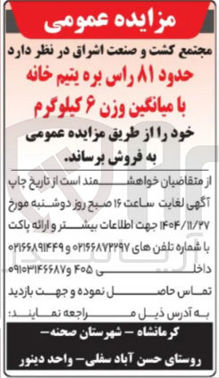 تصویر کوچک آگهی فروش حدود ۸۱ راس بره یتیم خانه با میانگین وزن ۶ کیلوگرم 